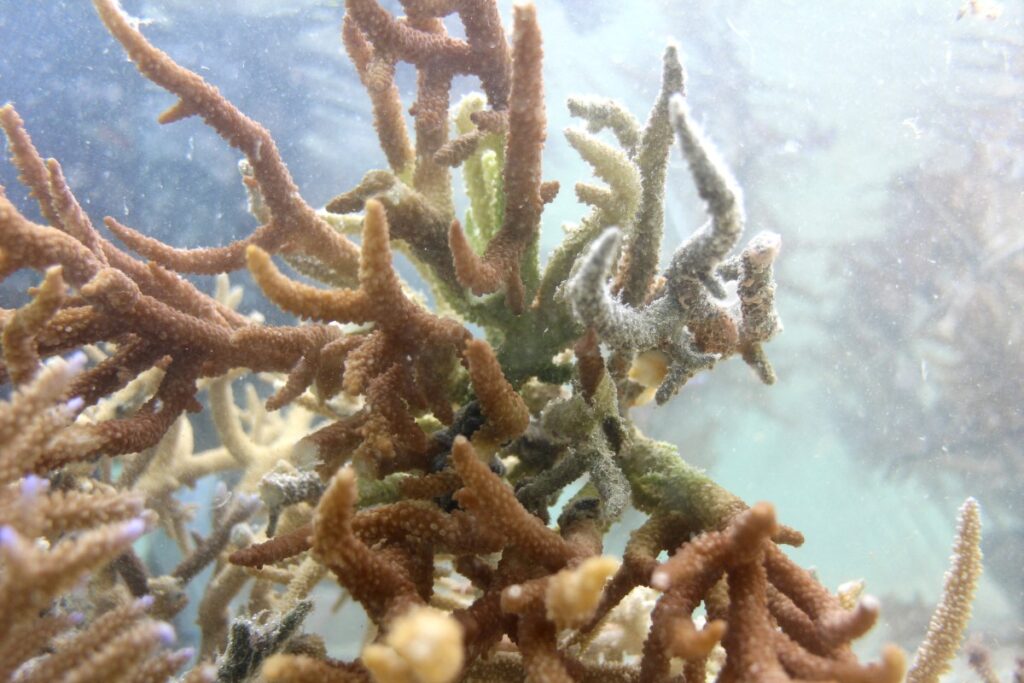 Nearly all coral reefs risk collapse in 50 years—IUCN